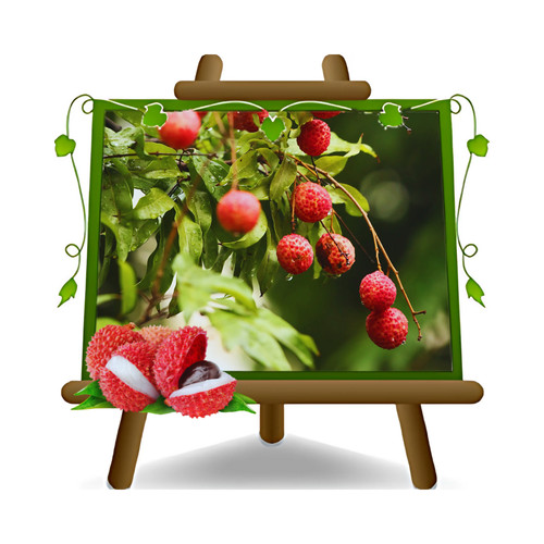 Litchi kway may - kway,
