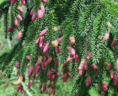 Picea orientalis abete - abete, rosso