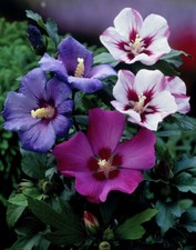 100 semi hibiscus - 100-semi, in