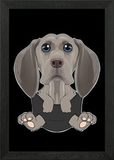 Weimaraner cucciolo in tasca
