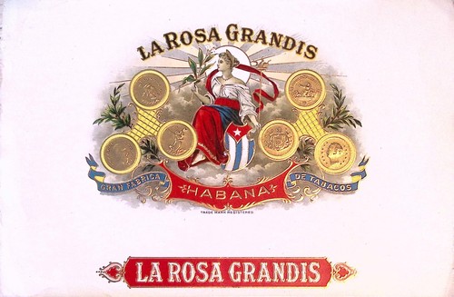 Rosa grandis habana cuba - la,
