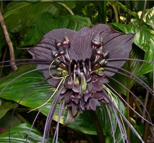 Tacca chantrieri orchidea - tacca,