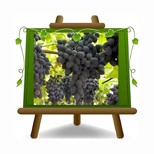 Vite apirene nera - nera, pianta