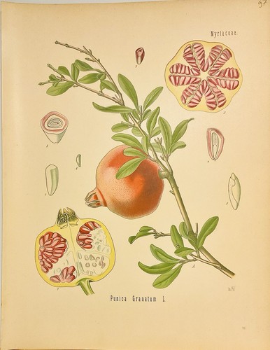 Punica granatum 1886 botanica - punica,
