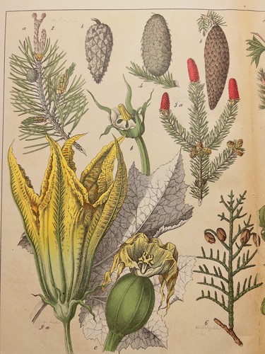 Antica illustrazione 1869 - antica,