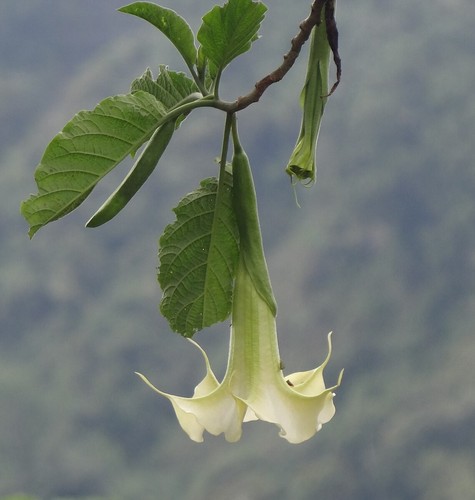 Brugmansia fiore bianco - brugmansia,