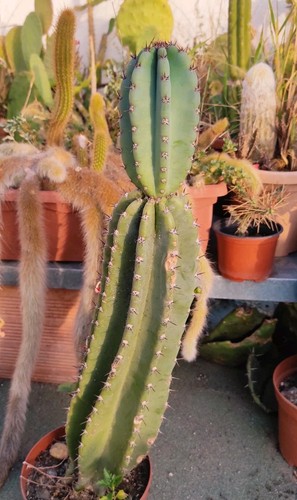 Vaso cereus peruvianus h - 🏜vaso,