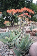 15 semi di Aloe striata, semi di Grasse e Succulente