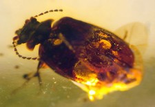 Ambra del Mar Baltico con RARA