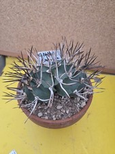 Astrophytum Buffalo XXXL Own Roots OLD Cactus Geohintonia aztekium copiapoa 