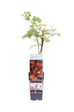 Pianta di Lampone Giapponese