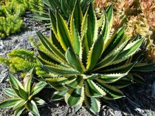 Agave lophantha cv