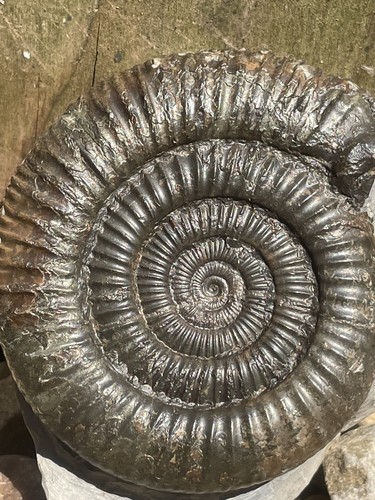 Dactylioceras