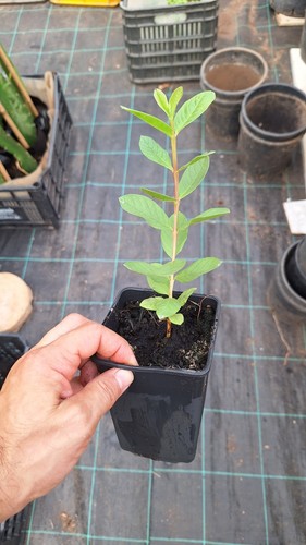 Aegyptian guava egiziana long - guava,