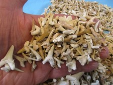 50 Denti di Squalo Fossili