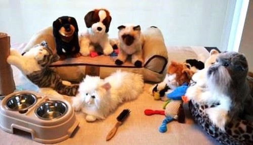 Pet shop kit - kit, 8