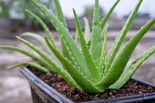 100 piante radicate Aloe Vera