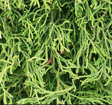 Chamaecyparis obtusa - Cipresso fittizio Hinoki | Cipresso Hinoki