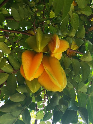 Carambola averroa frutto - carambola,
