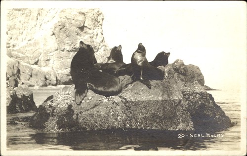 Rocce foca catalina island - di,
