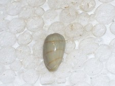 CRYPTOSPIRA FISCHERI FANTASTIC