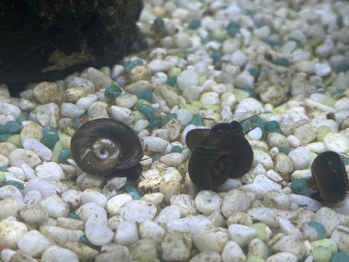 Planorbarius brown lumache - 5,