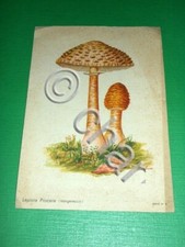 Cartolina Pubblicità Farmaceutica G. Violani Milano - Lepiota Procera 1953.