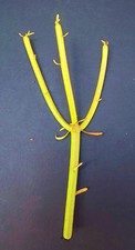 Euphorbia tirucalli matita - tirucalli, @