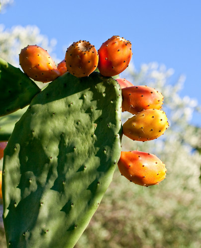 Pianta fico india - fico, d'india