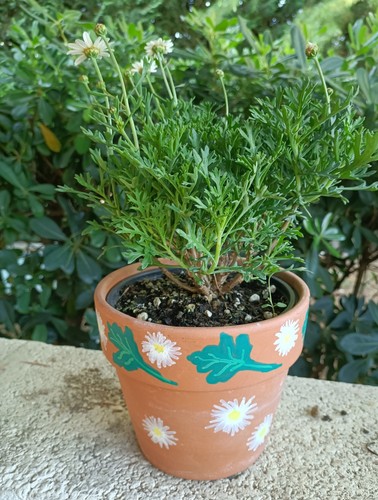 Pianta margherita vaso - di,