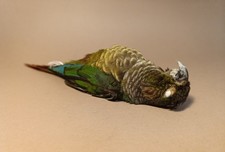 Taxidermy, Cabinet De