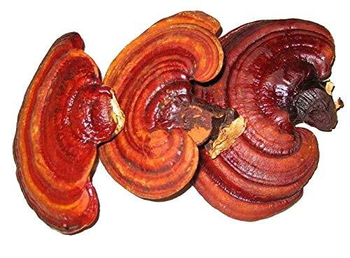 Ganoderma lucidum lingzhi - ganoderma,