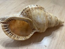 Large Natural Triton Shell 11"