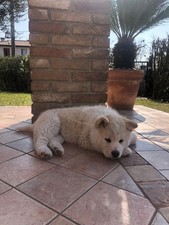  cuccioli AKITA INU bellissimi