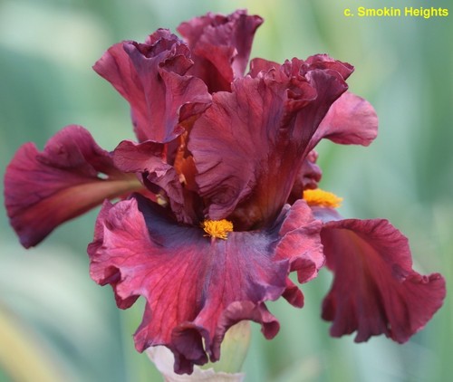 Iris over heated lynda - iris, (lynda