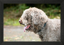Lagotto Romagnolo macro