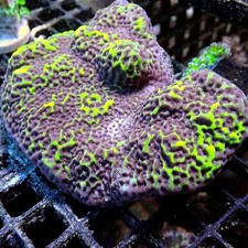 ULTRA MONTIPORA WYSIWYG - Live