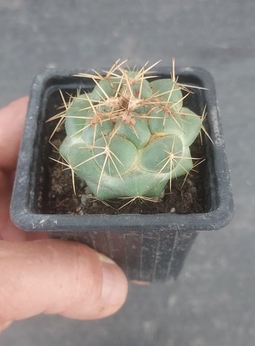 Coryphantha borwigii - coryphantha,