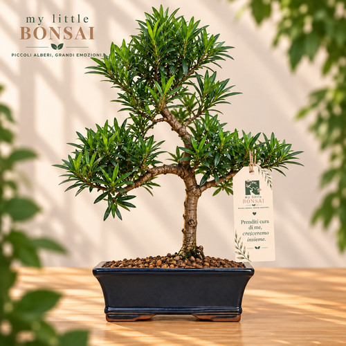 Bonsai podocarpus macrophylla - podocarpus,