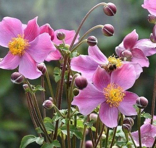 Anemone japonica rose - japonica, 'rose