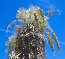 Brahea armata SEEDS