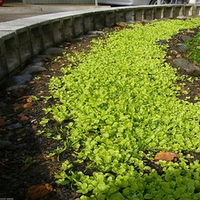 SeedRanch Dichondra Repens