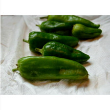 PADRON, 25 semi peperoncino +