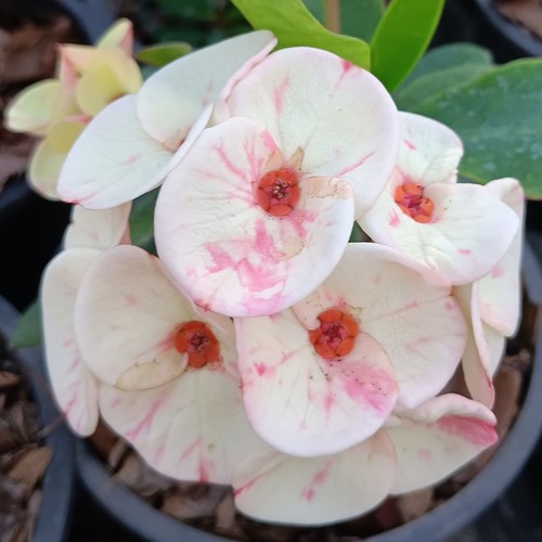Euphorbia milii pianta - euphorbia, ibrida