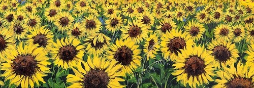 Quadro fiori campo girasoli - fiori, n