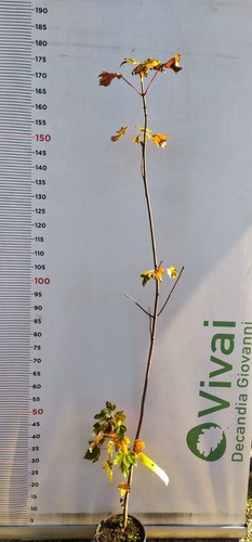 Pianta acer pseudoplatanus - acer,