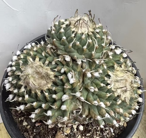 Turbinicarpus schmiedickeanus - turbinicarpus,