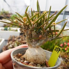 1 pezzo 3,5-4 cm Euphorbia