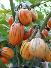 Melanzana Toga a righe -