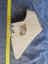 Foglia Di Quercia fossile di Pliocenica